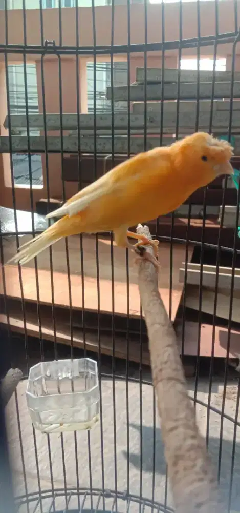Burung kenari af lanchire jambul bunyi cuma belum gacor dor