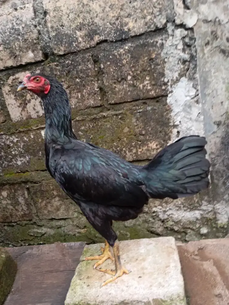 Ayam kampung betina biang muda