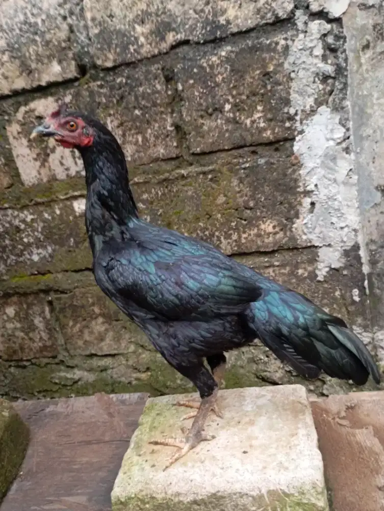 Ayam kampung betina biang muda