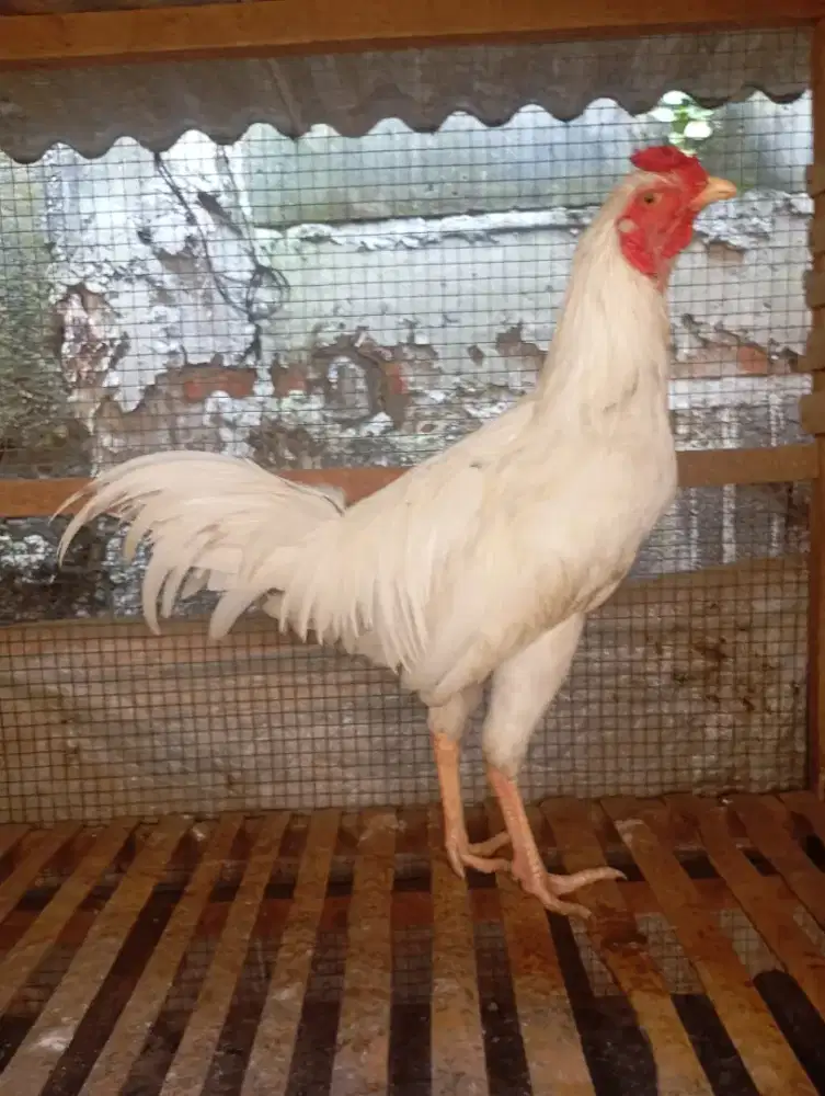 Ayam kampung putih jantan jago muda janggar