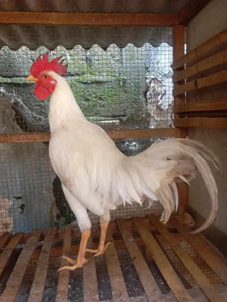 Ayam kampung putih jantan jago muda