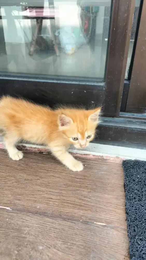 Anak Kucing Persia Tortie Campuran Sehat Kucing Persia