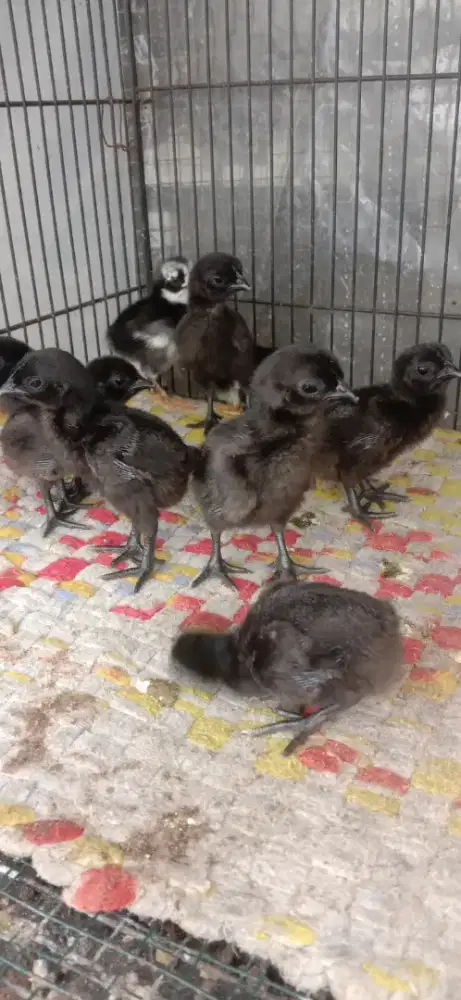 Ayam cemani lidah hitam anakan