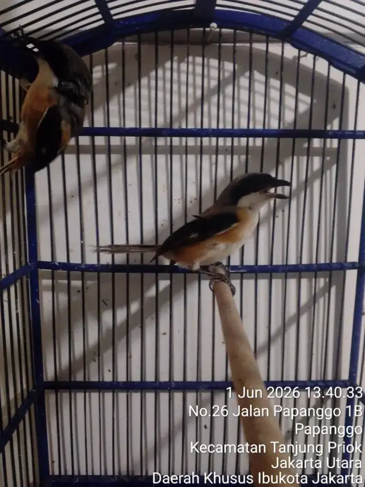 Burung peliharaan pentet