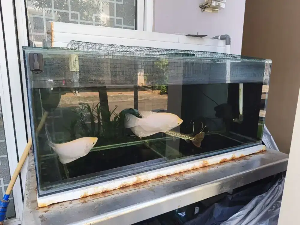 Dijual Ikan dan Aquarium
