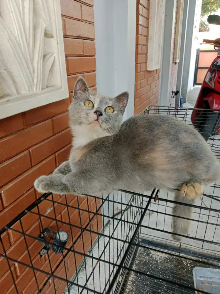Lepas adopsi kucing BSH Munckhin betina