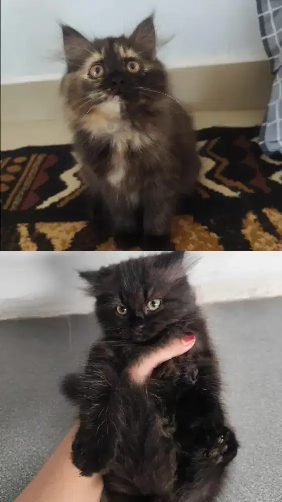 PERSIA FLATNOSE 3BULAN