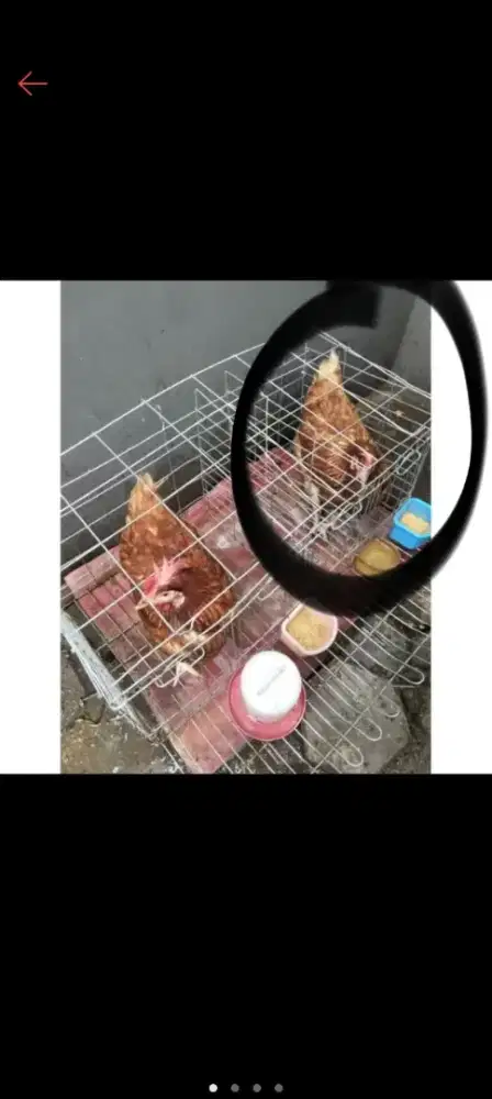 Ayam petelur usia 23-25 minggu