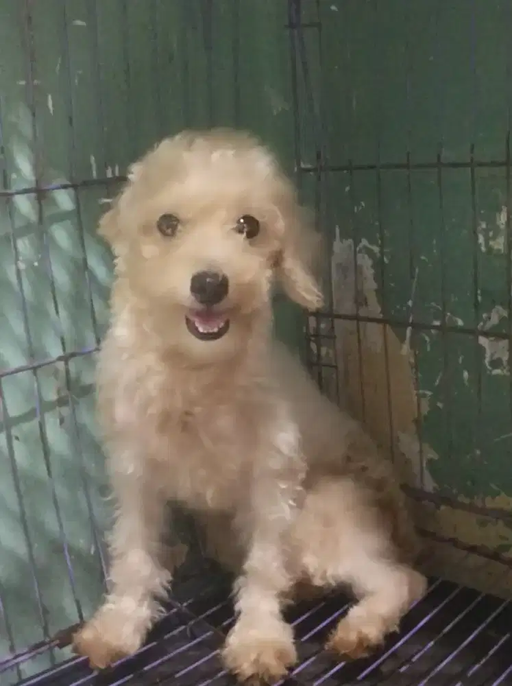 Poodel Toy poodle