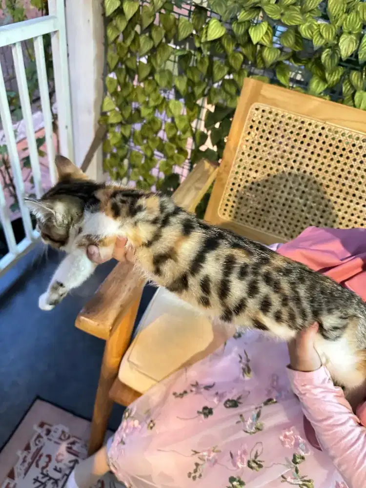 KITTEN  mix persia