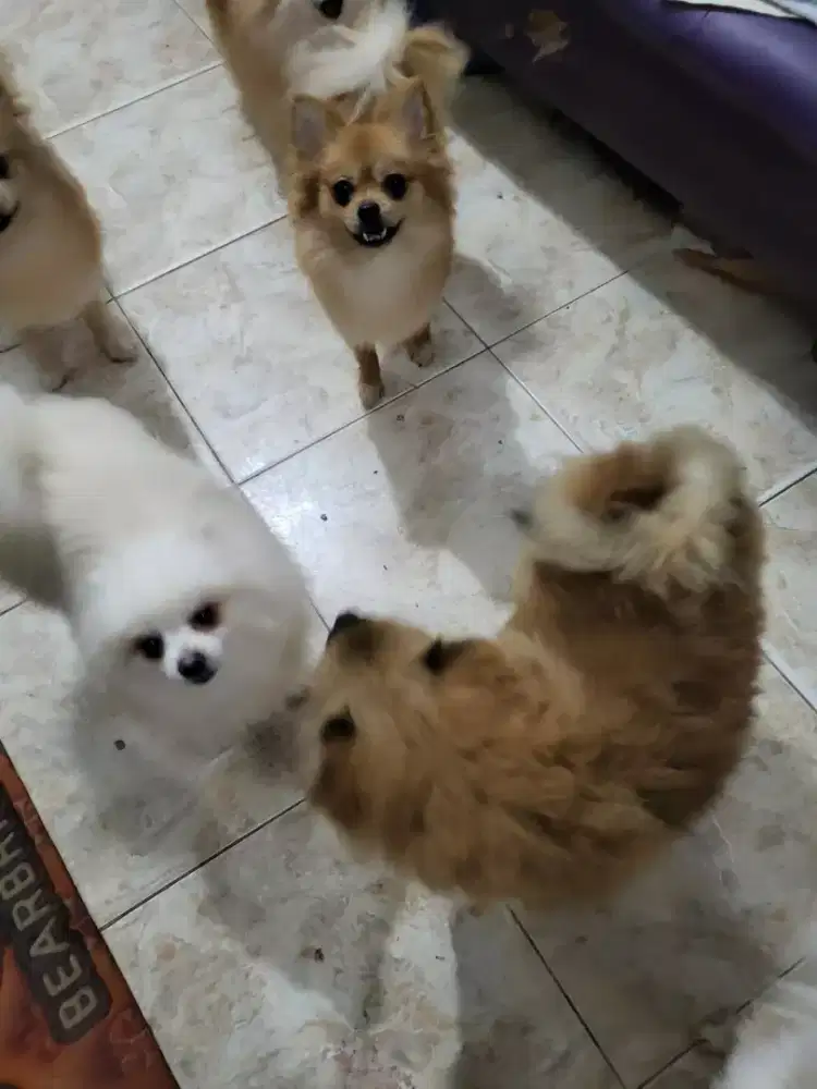 jual anjiing super minipom dewasa dan baby