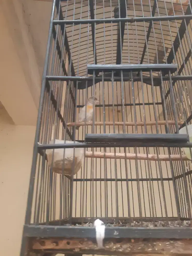 Jual burung riskin betina  burja