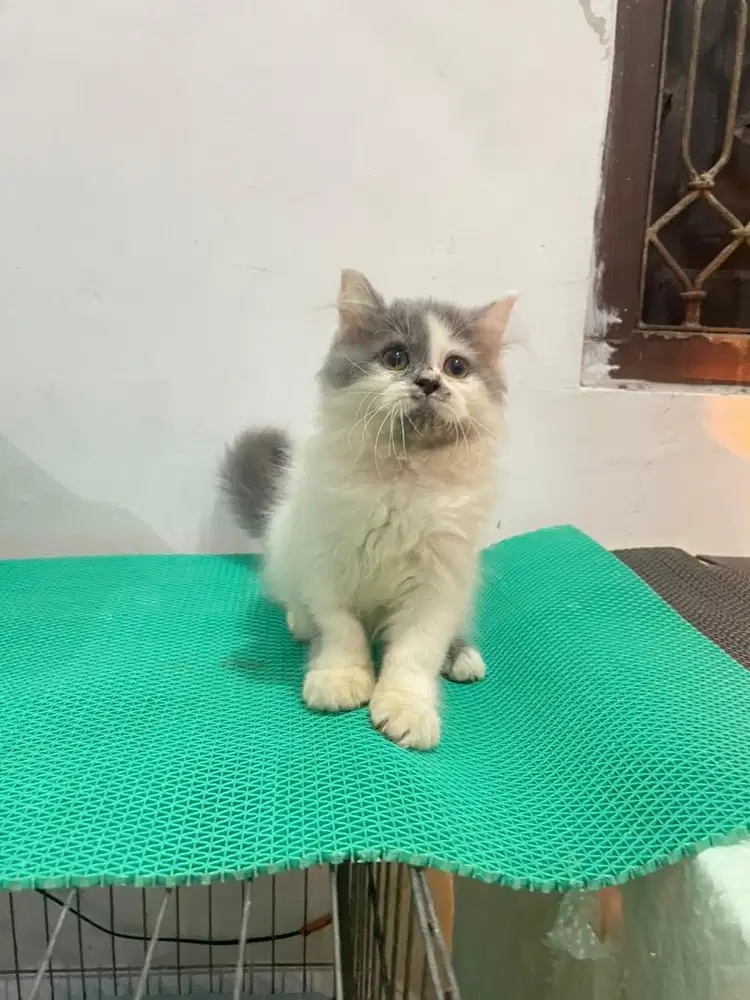 Kucing Jantan NS