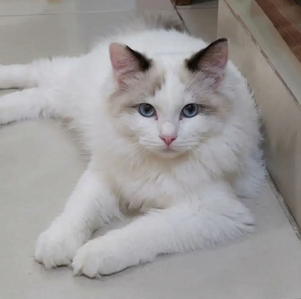 Ragdoll female 7 bulan
