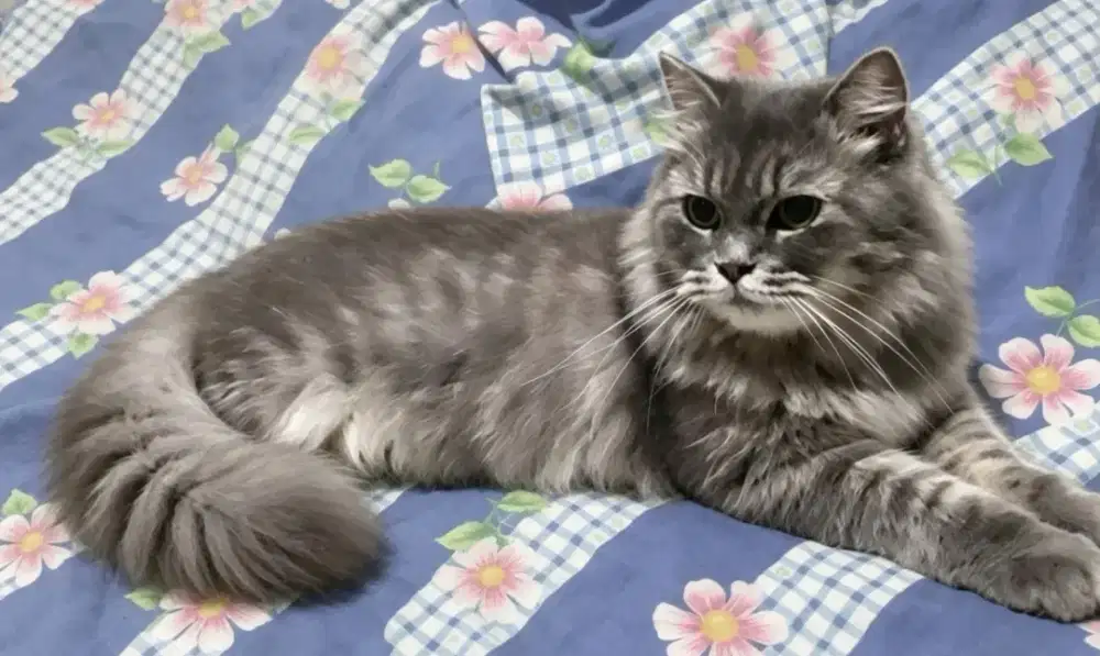 Kucing Persia betina birahi awAl