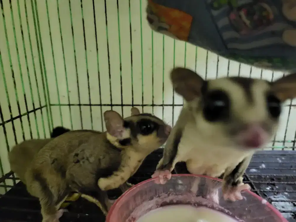 Sugar glider betina indukan