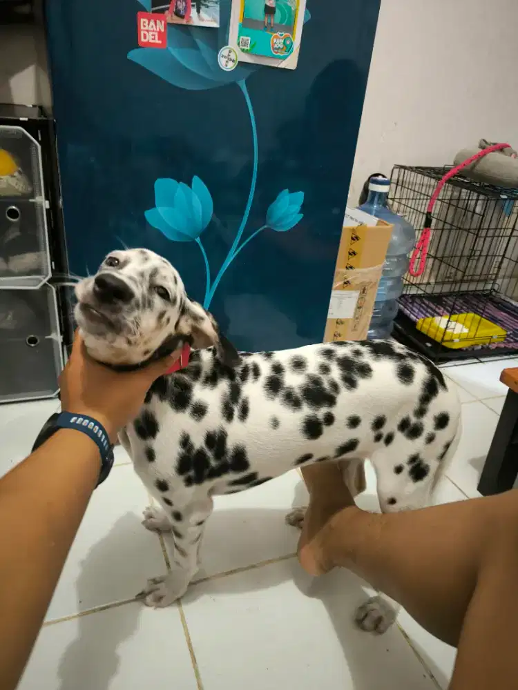 ANJING DALMATIANS 3 WARNA  6 bulan