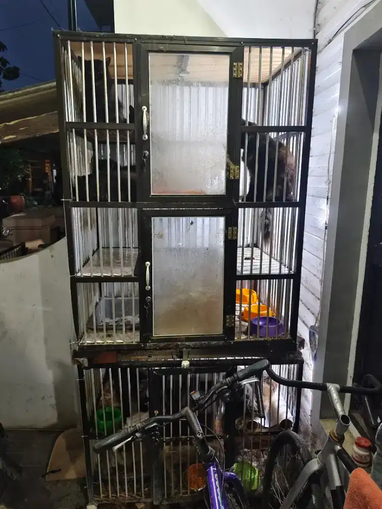 Free adopt kucing persia medium long hair
