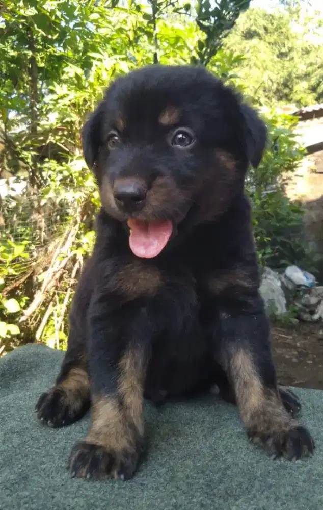 Anakan anjing ras mix