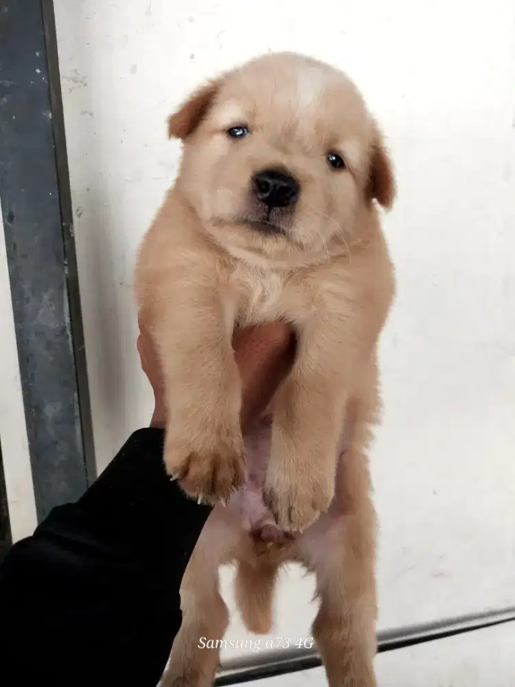 Anakan anjing ras mix