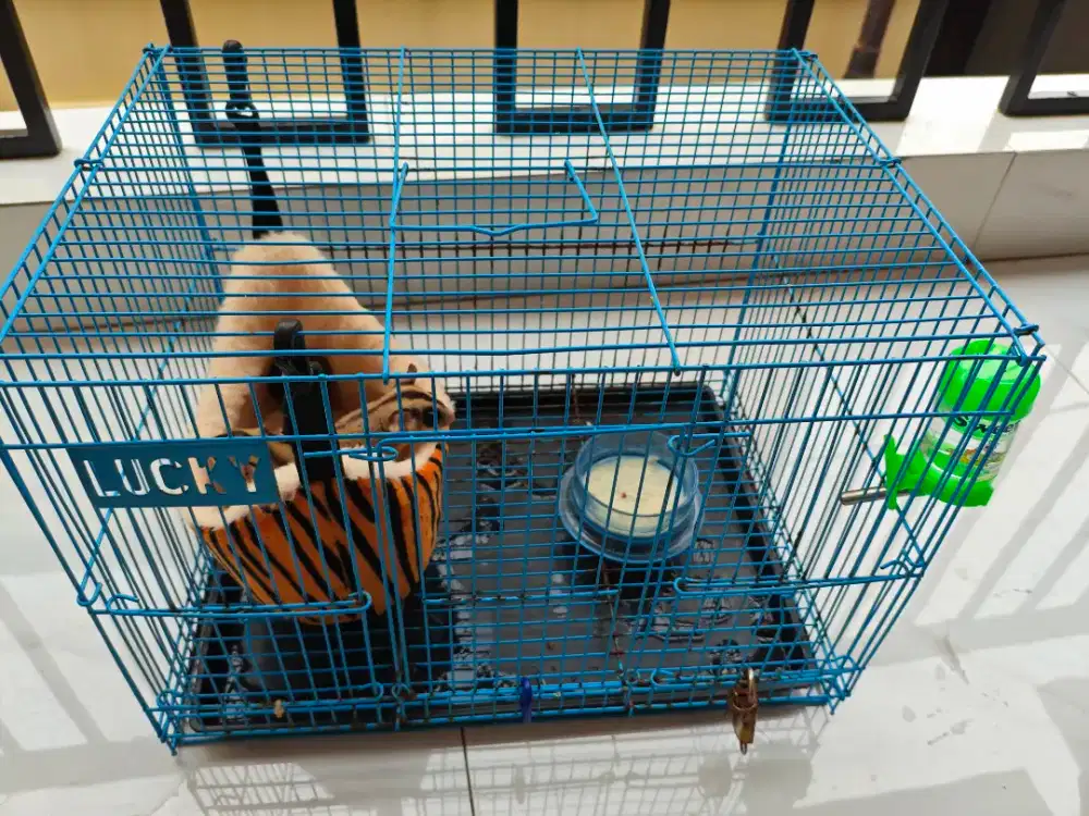 Sugar glider classic grey + anak 1 + kandang set