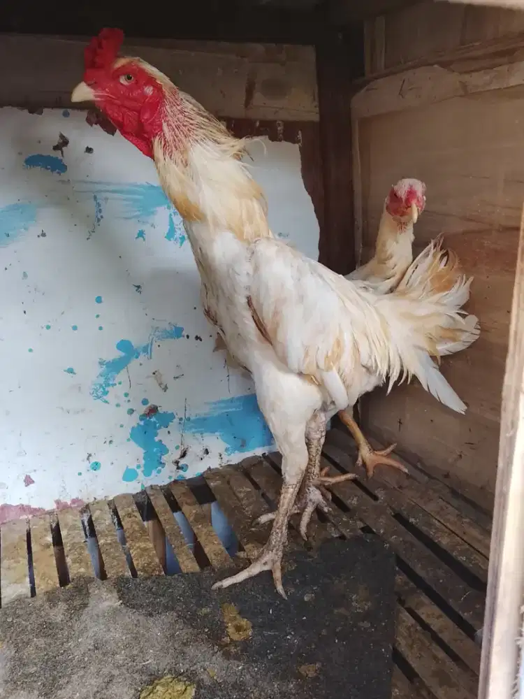 Jago Bangkok putih sepasang