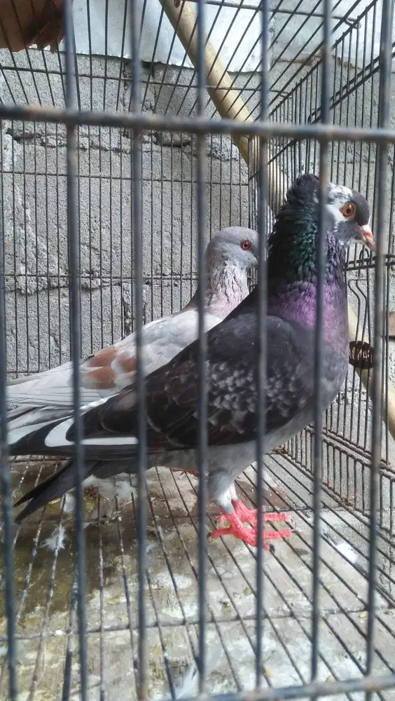 Burung merpati tinggian