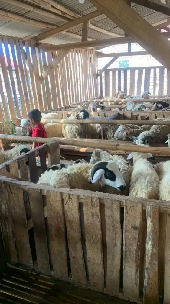 Aqiqah Anak Laki laki di Bandung