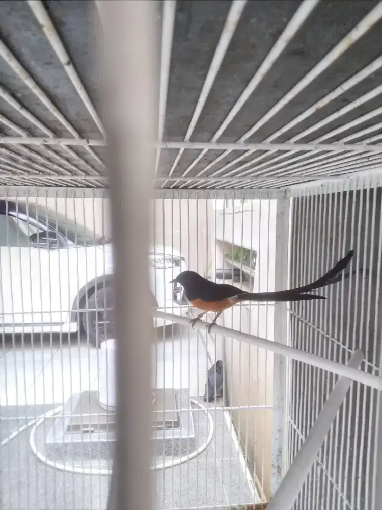 Burung murai body big  gacor .