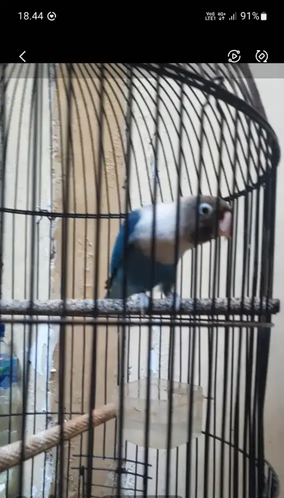Burung lovebird biru putih