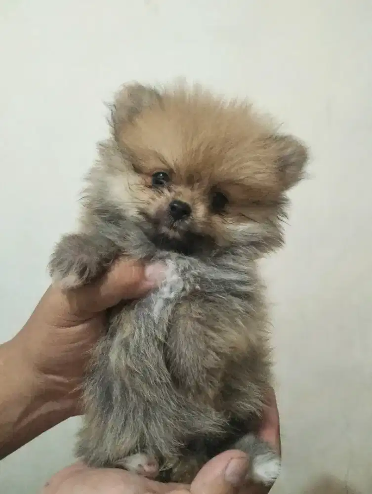 Minipom Stb Vaksin Murmer 4ekor