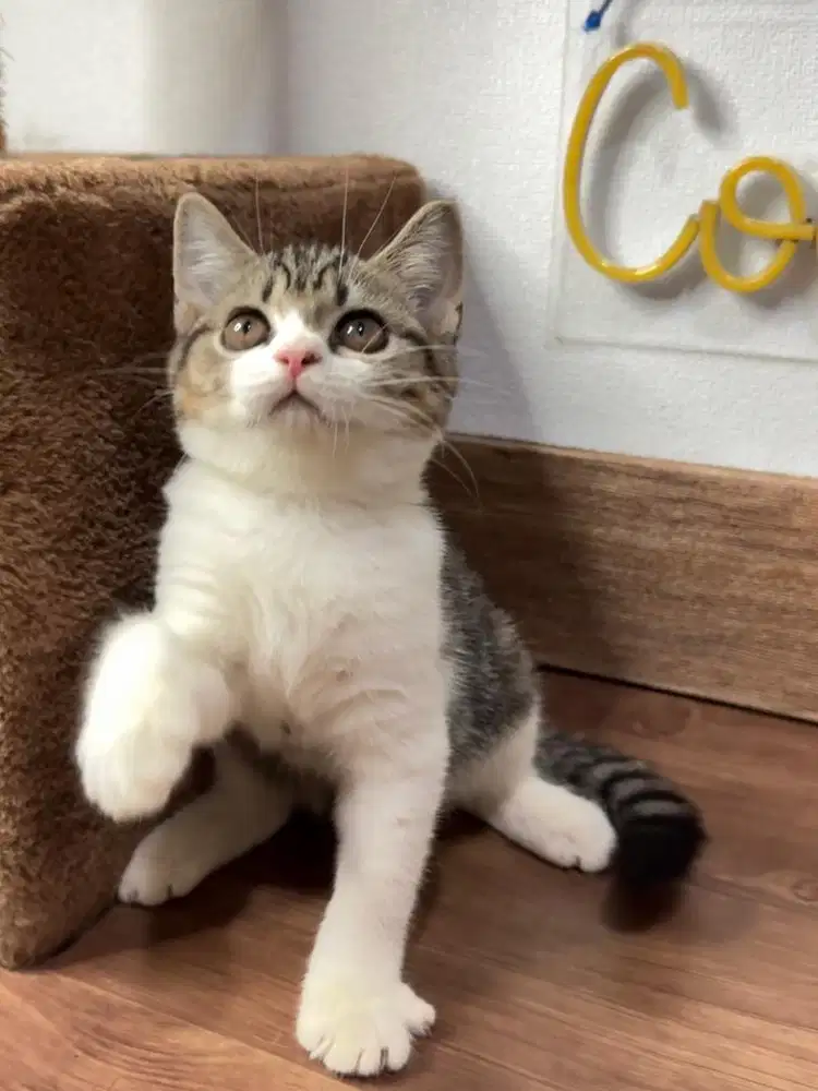 Kitten Kucing Persia
