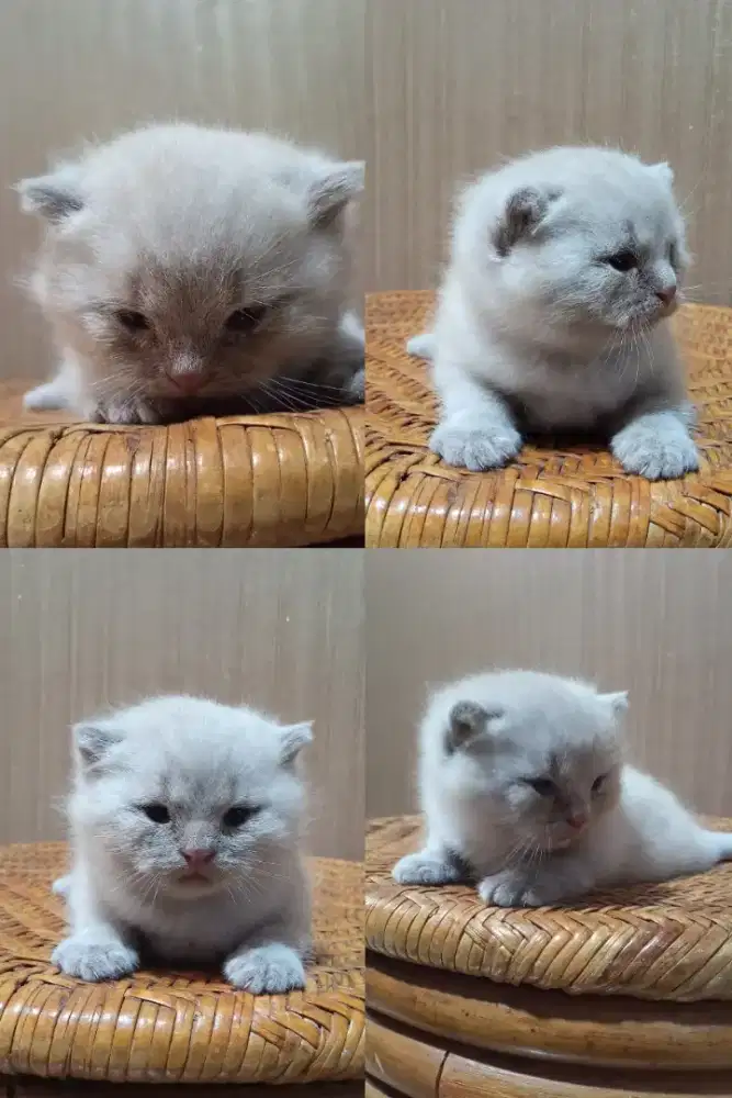 Kitten British Shorthair