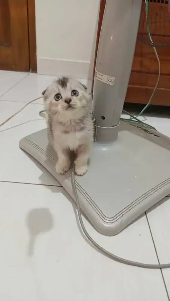 Scottish fold betina