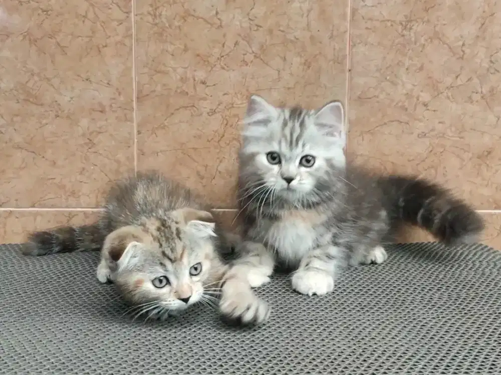 Kitten Scottish straight betina