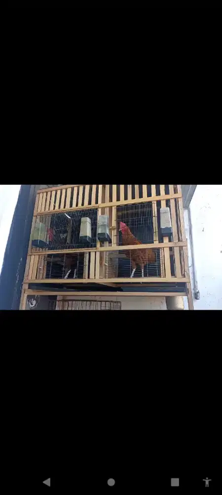 Ayam Bekisar Gacor
