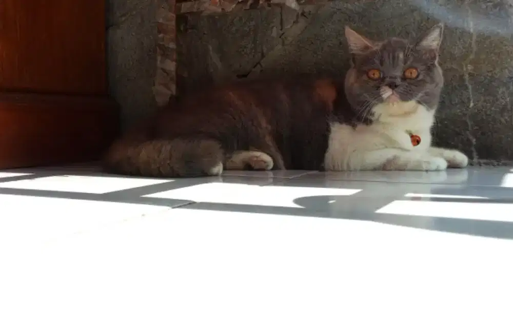 Kucing British Shorthair
