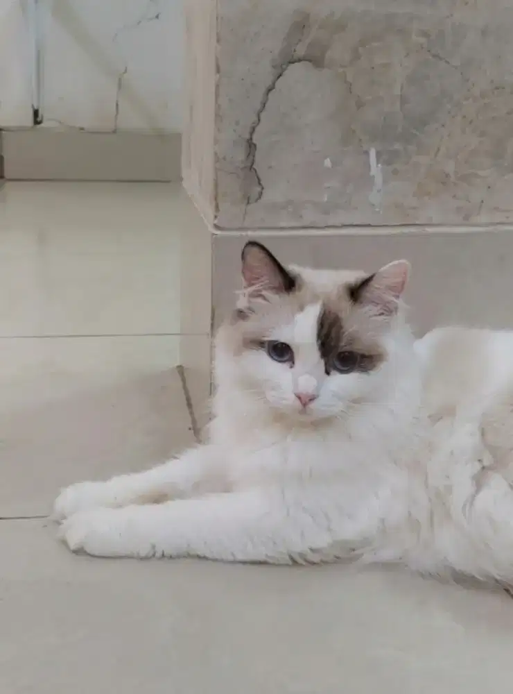Ragdoll betina hamill