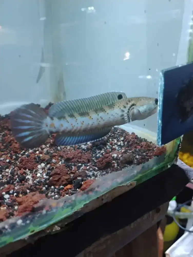 Channa blue pulchra