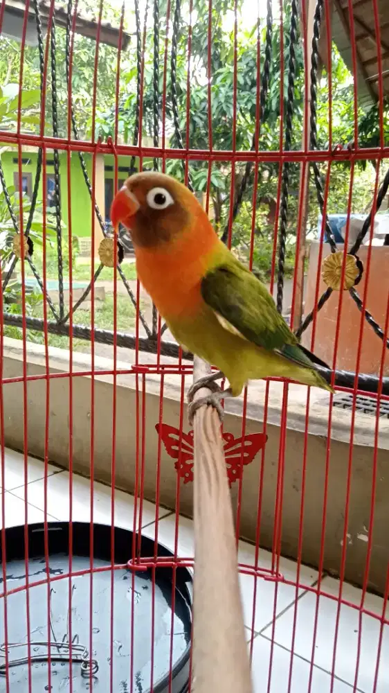 JUAL BURJA LB BABY BIOLA GREEN CEMONG