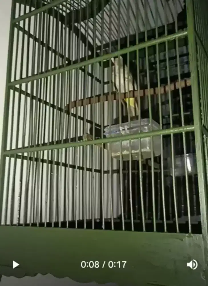 Trucuk muda  taambak body sedang rwatan lama