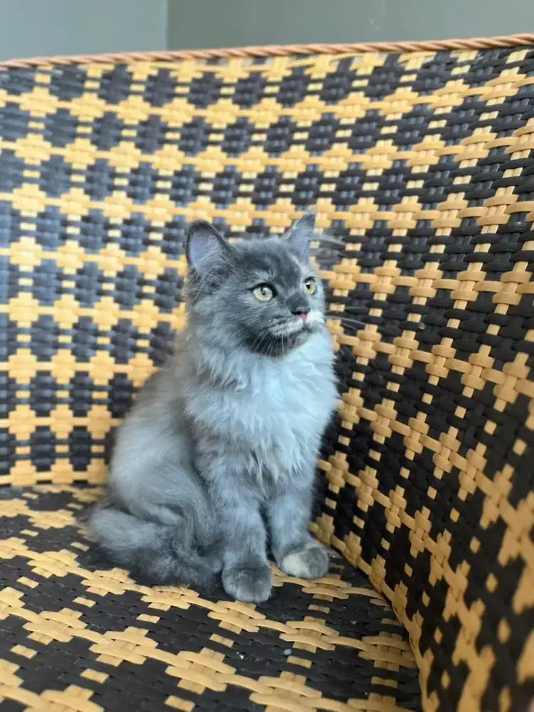 Kucing kitten persia betina