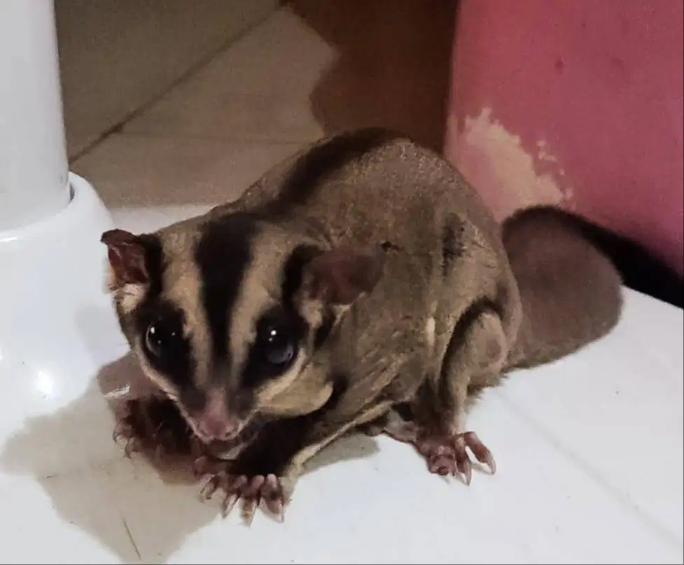 Sugar Glider warna coklat