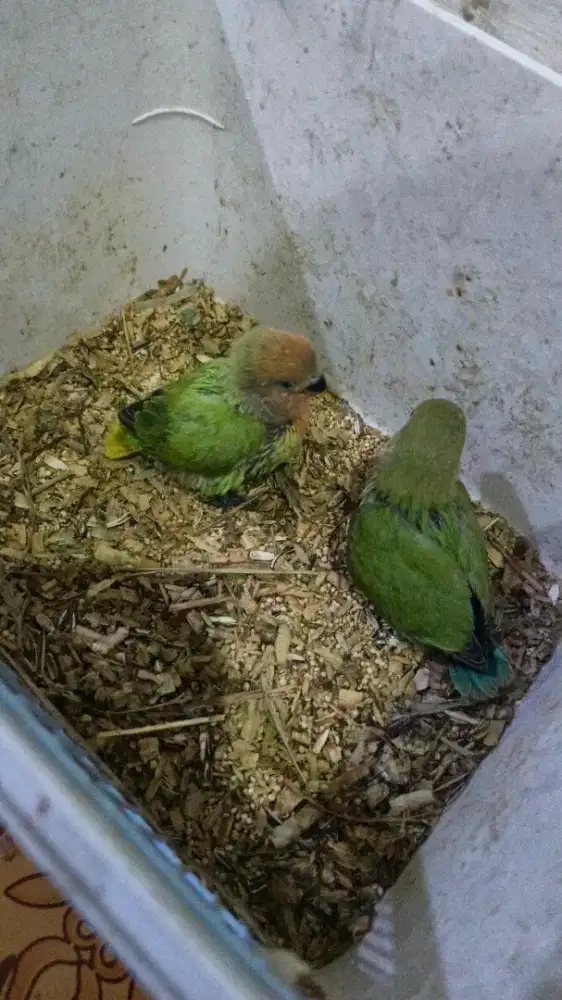 Lolohan lovebird Nonklep bahan ff