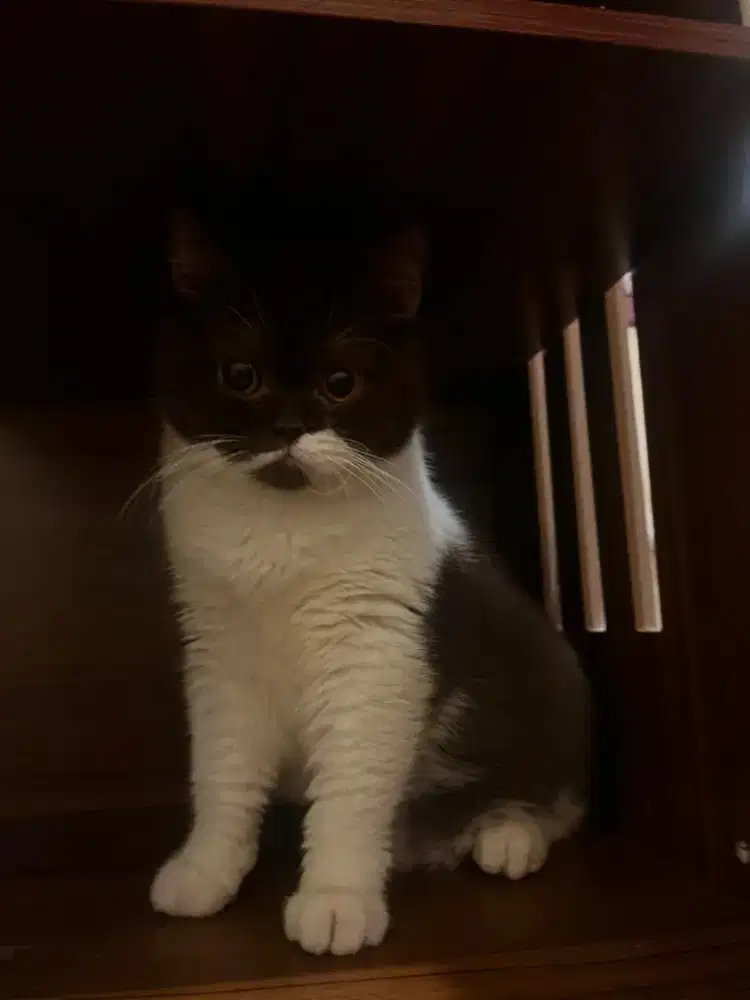 BSH Chocolate Bicolor Betina Pedigree ICA Carrier Cinnamon