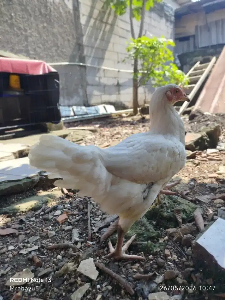 Sepasang ayam kampung remaja