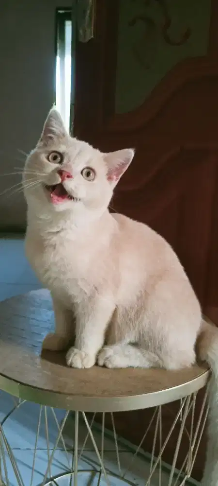Kucing British Short Hair Jantan 4 Bulan Masih Nego