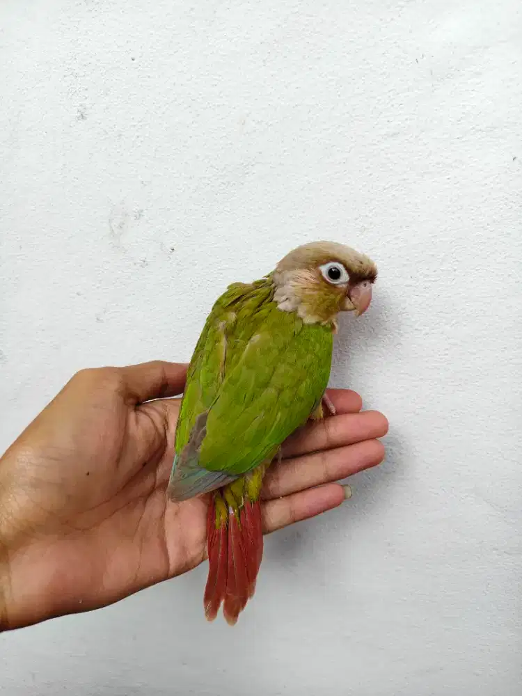 Burung cinamon conure lolohan