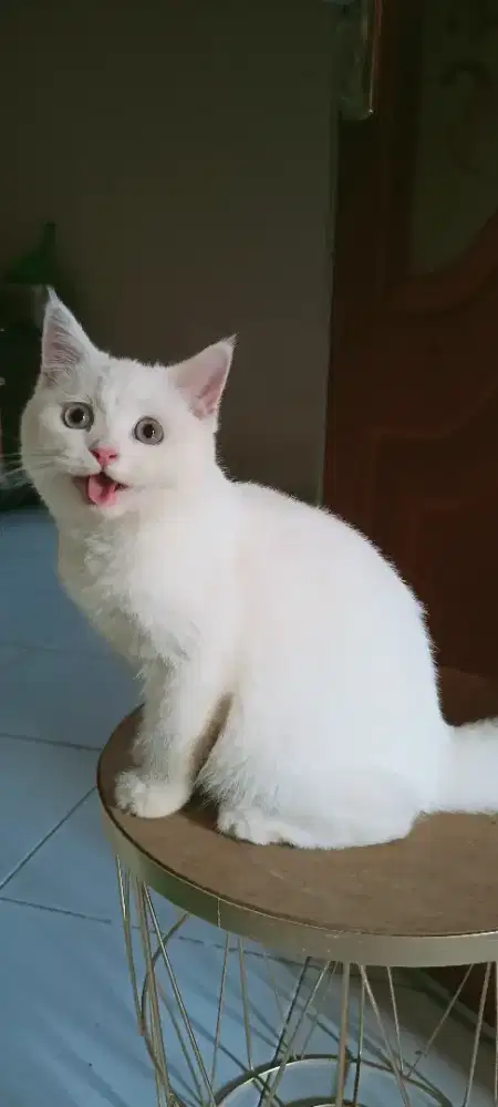 Kucing British Short Hair Jantan umur 4 bulan masih nego