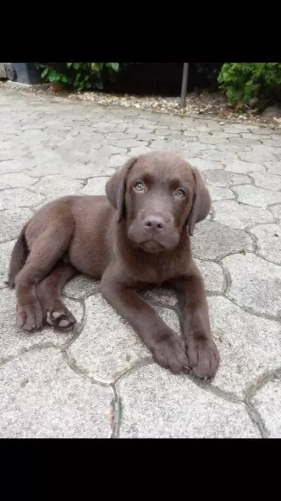 ANJING LABRADOR RETRIEVER